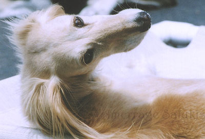 Photo of Gurlfren looking over her shoulder