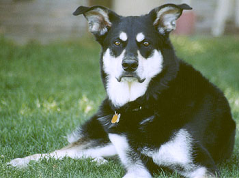 Photo of Kiko laying in the grass at 7