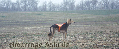 Photo of Mikie in IL fields