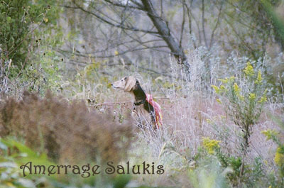 Photo of Mikie in the field