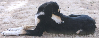 Misk Puppy Photo