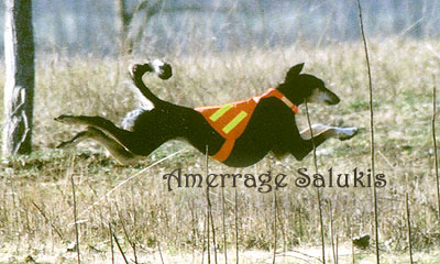 Misk Running in Field
