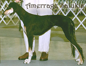 Misk 1st Show winning BOB