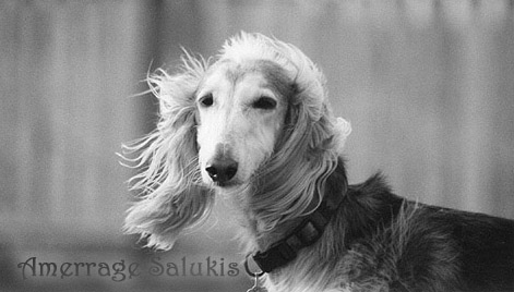 Tami 10 years in Gray