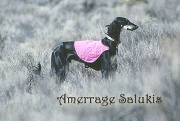 Zephyr in NM field, hunting